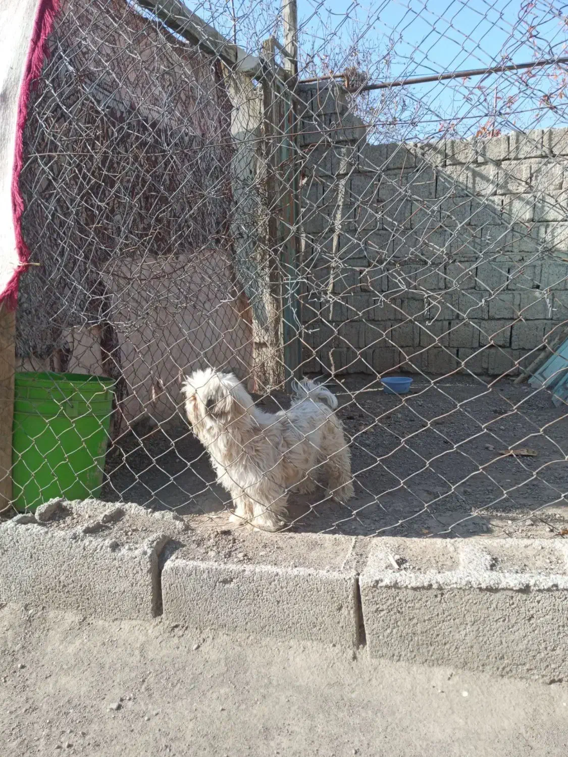 سگ پاکوتاه|سگ|اردبیل, |دیوار