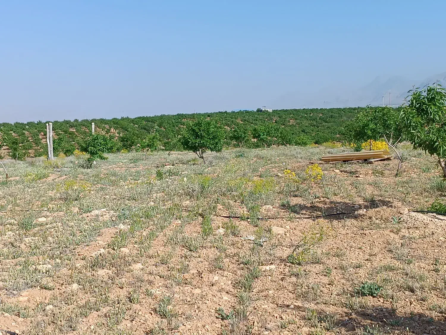 زمین کشاورزی قطره ای به مساحت ده جریب|فروش زمین و ملک کلنگی|چادگان, |دیوار