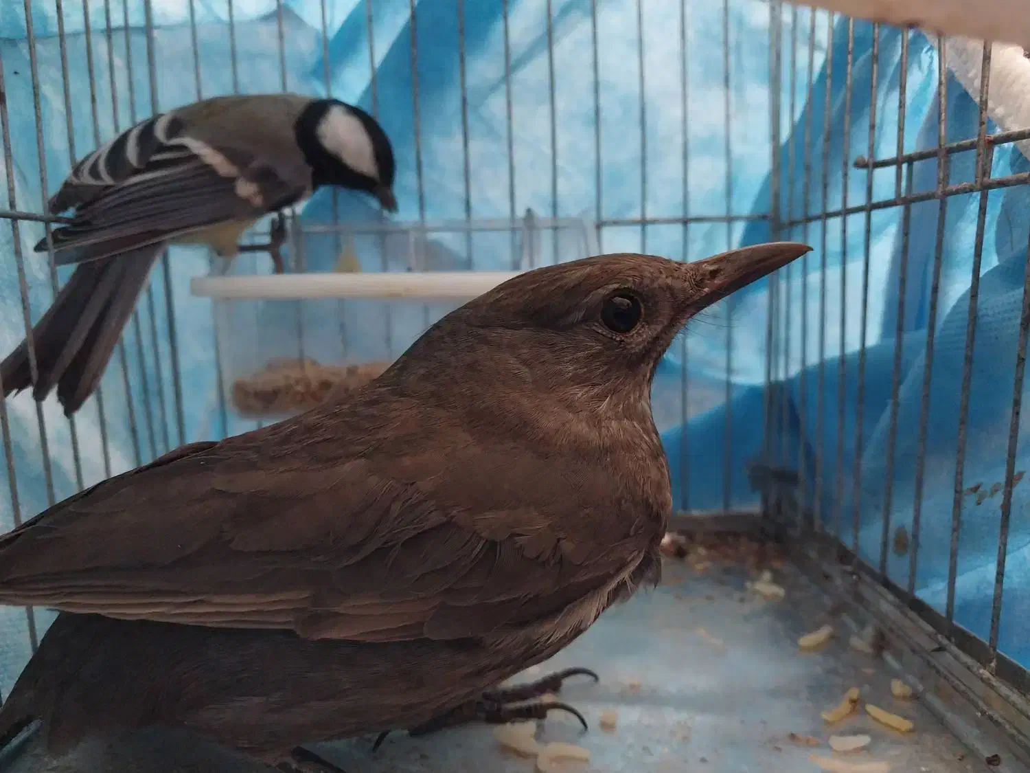 مرغ مینای سیاه|پرنده|شیراز, گویم|دیوار