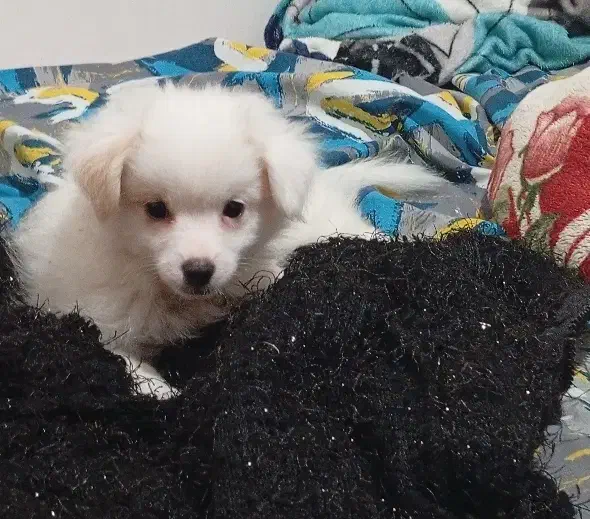 آشپیتز پامر|سگ|رشت, آتشگاه|دیوار