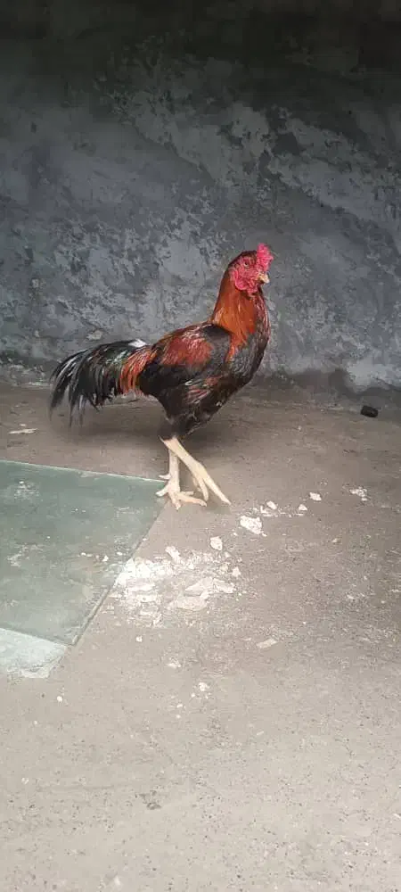 خروس|حیوانات مزرعه|میناب, |دیوار