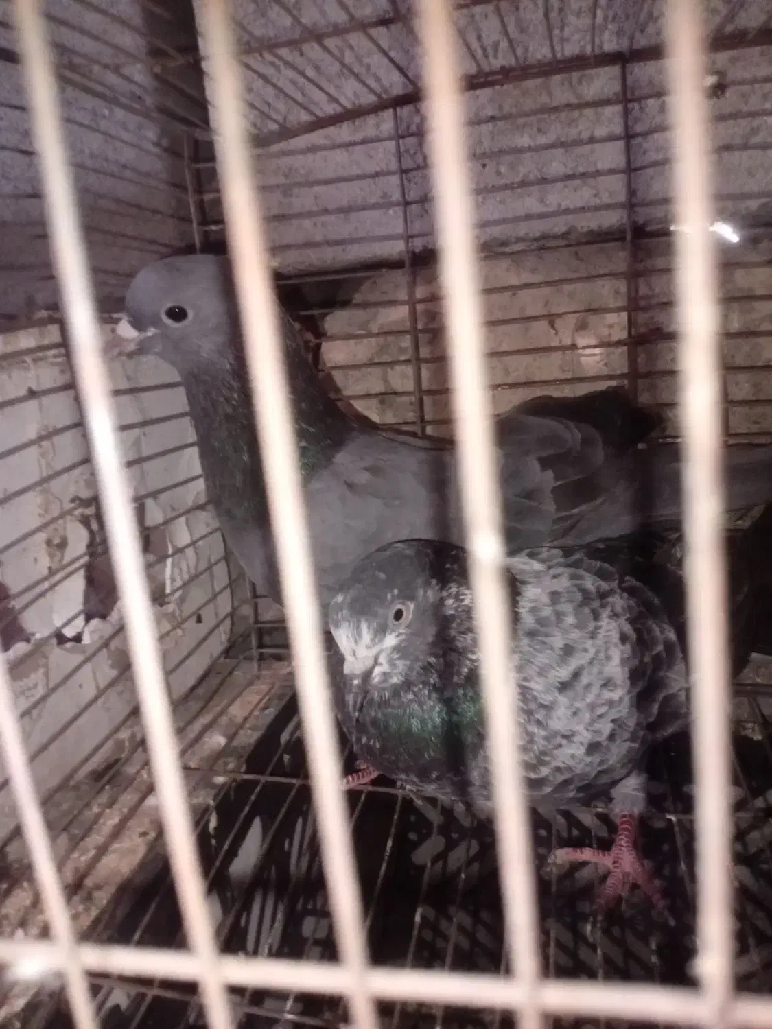 کفترپرشی|پرنده|میناب, |دیوار