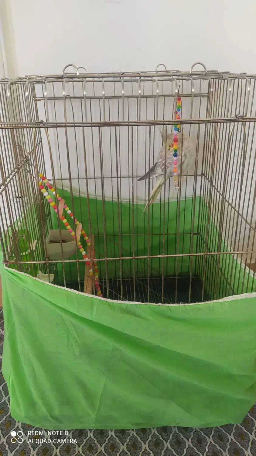 عروس هلندی بهمراه قفس|پرنده|قیدار, |دیوار