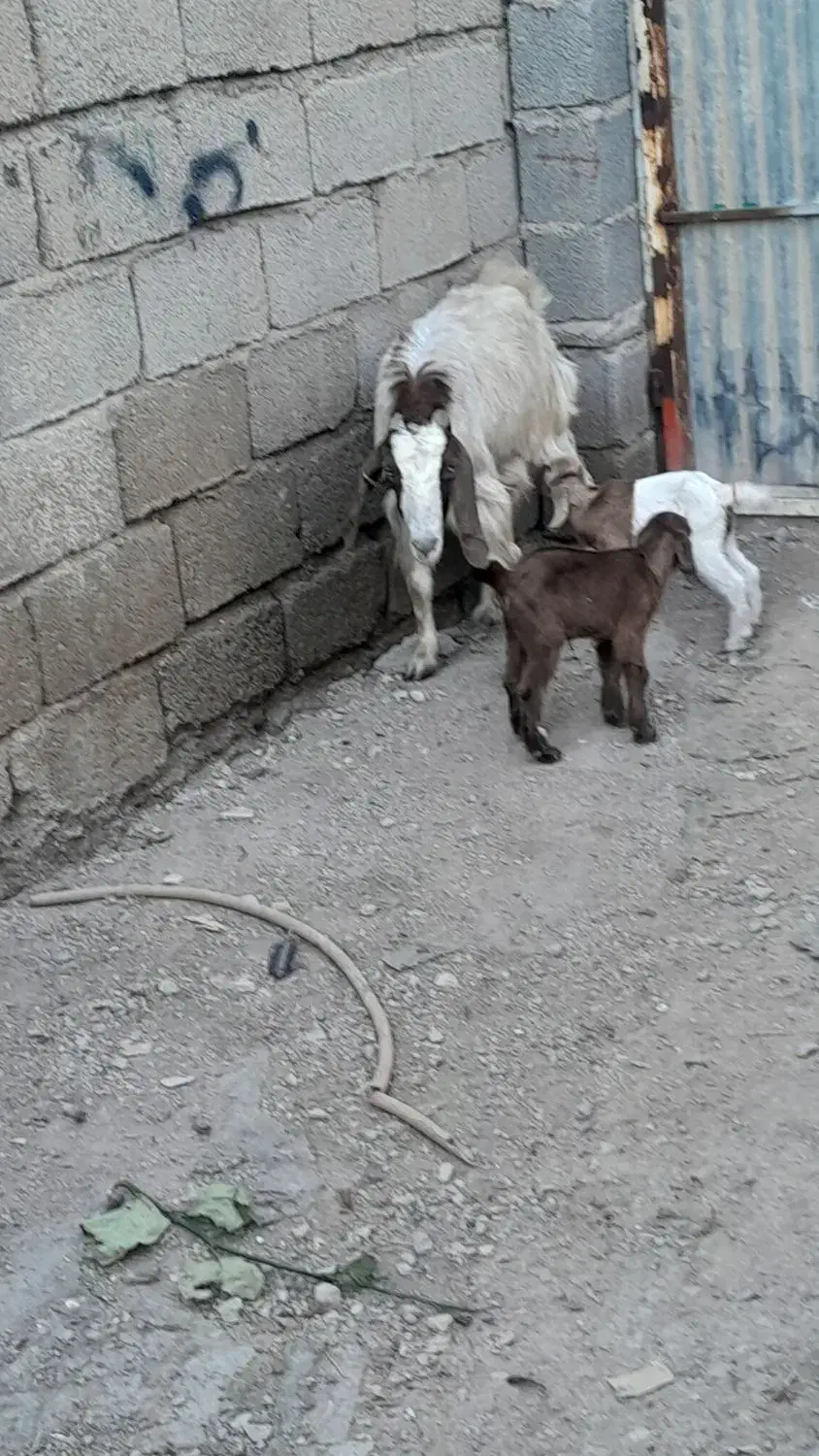 بز نیدی|پرنده|خرمشهر, |دیوار