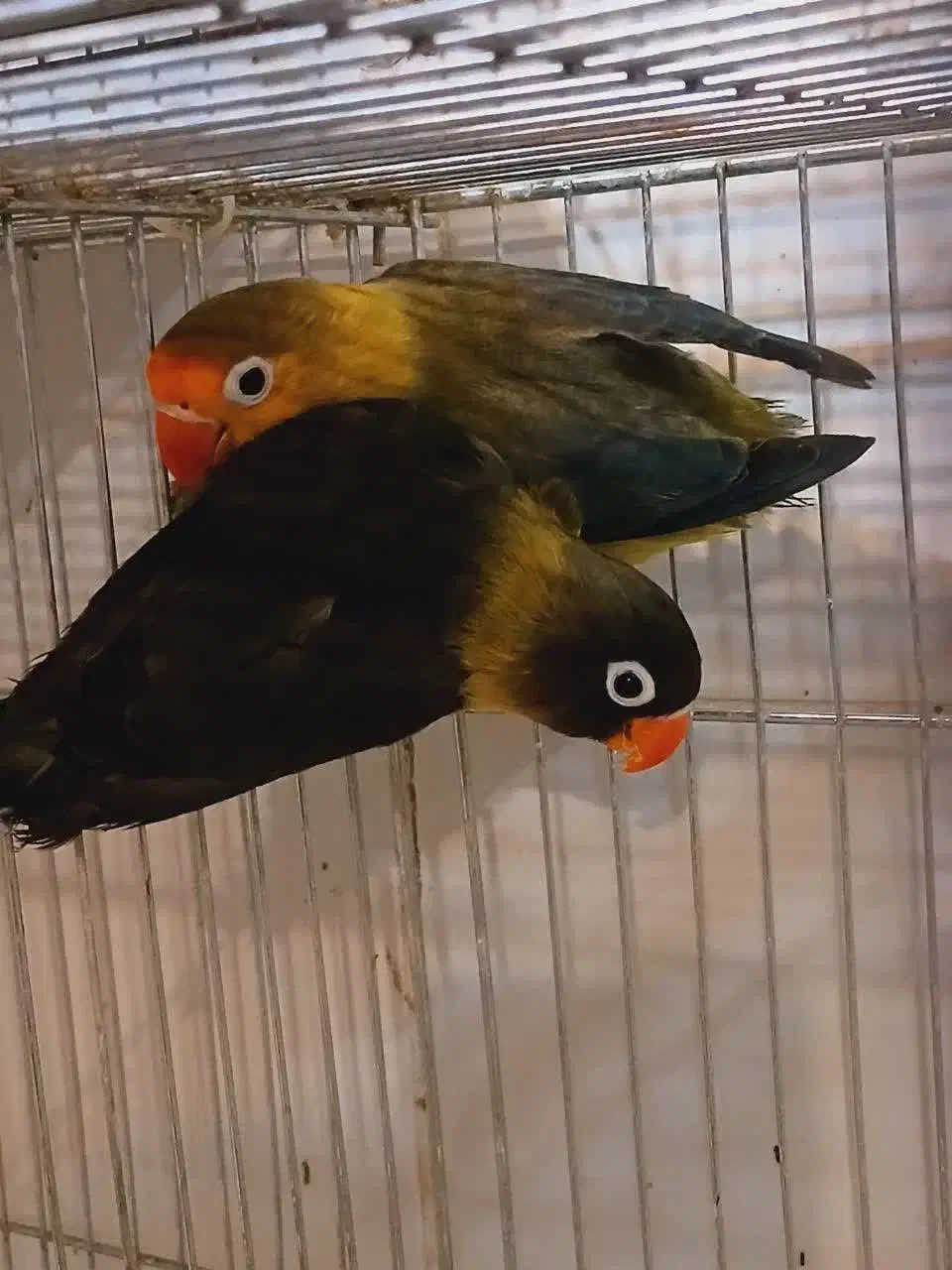 جفت کوتوله‌ مولد یووینگ و یقه زرد ماسکت با جوجه|پرنده|قم, مهر آباد|دیوار