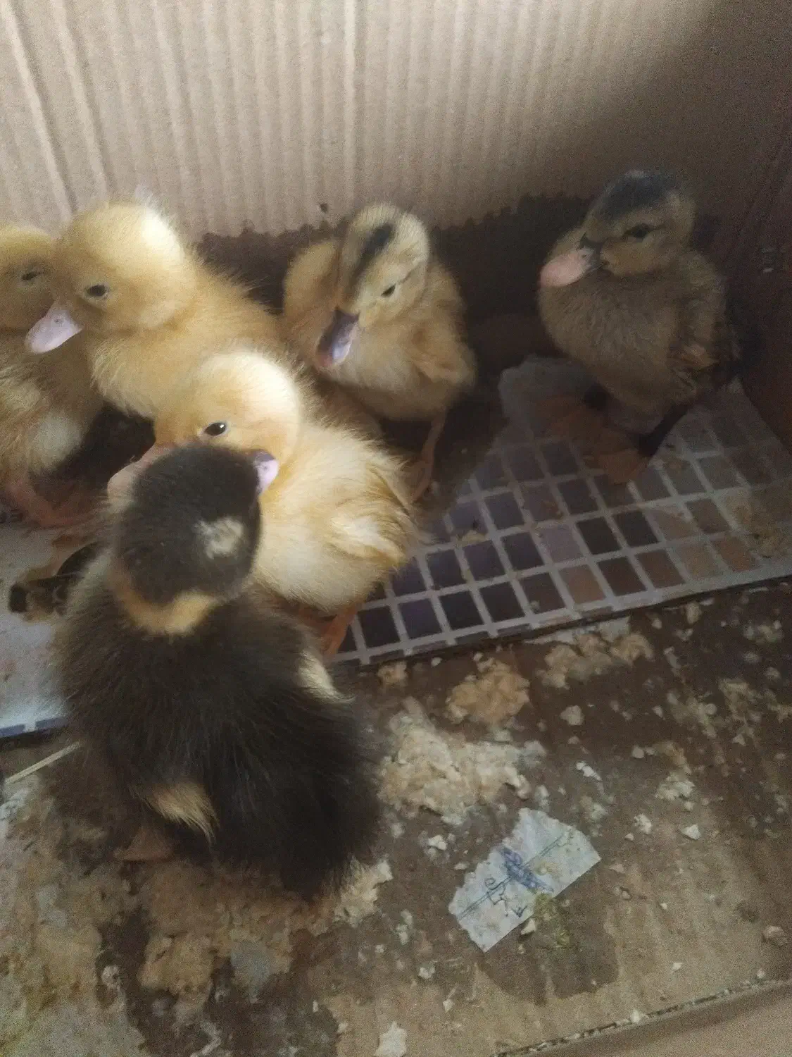 جوجه اردک|حیوانات مزرعه|ماهدشت, |دیوار