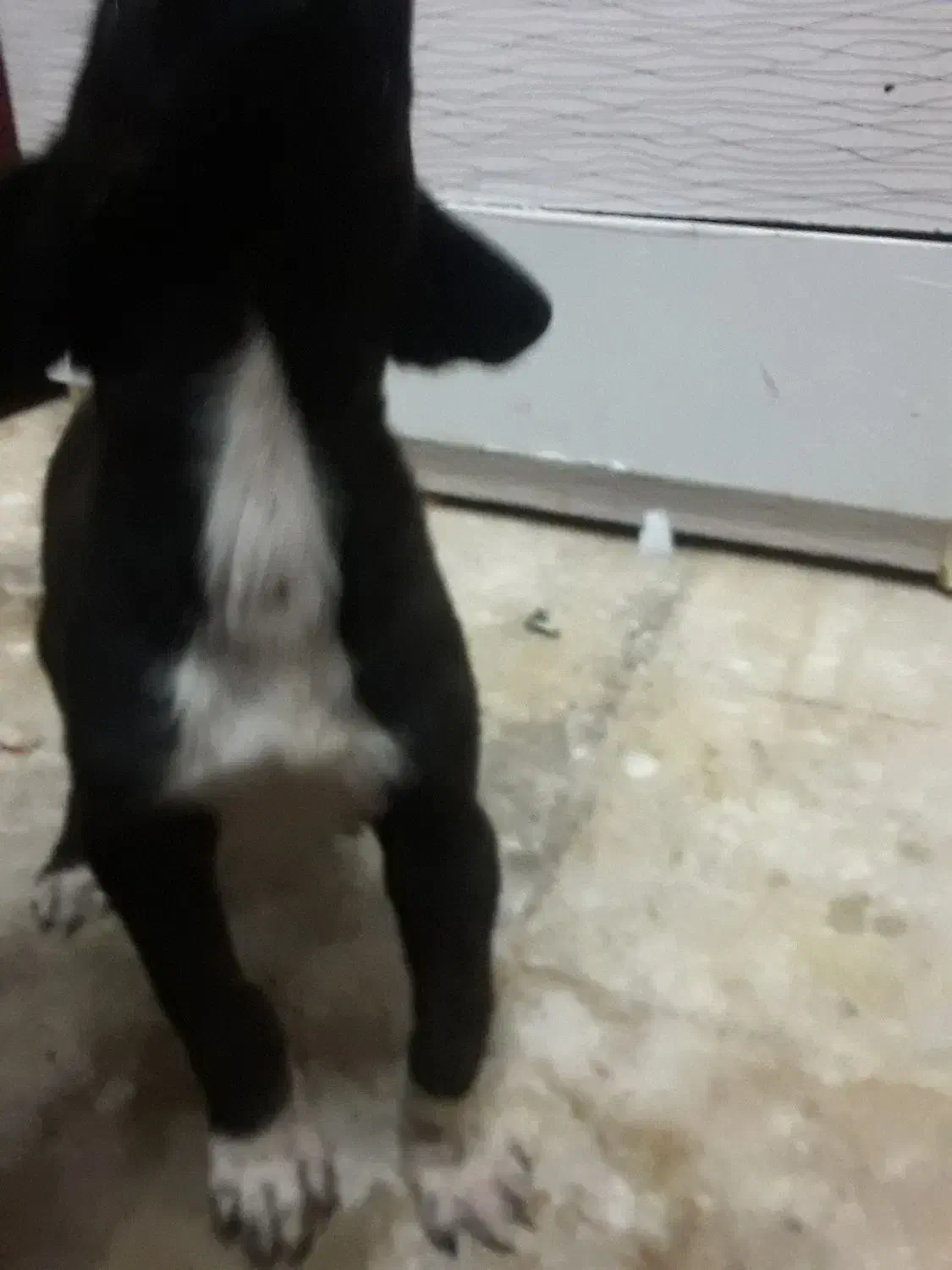 سگ نر|سگ|قوچان, |دیوار