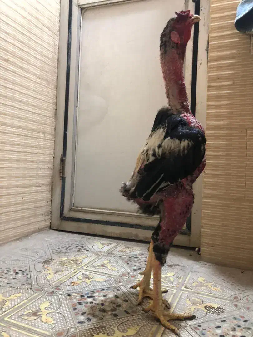 مرغ و خروس لاری ترک اصیل|حیوانات مزرعه|خاش, |دیوار