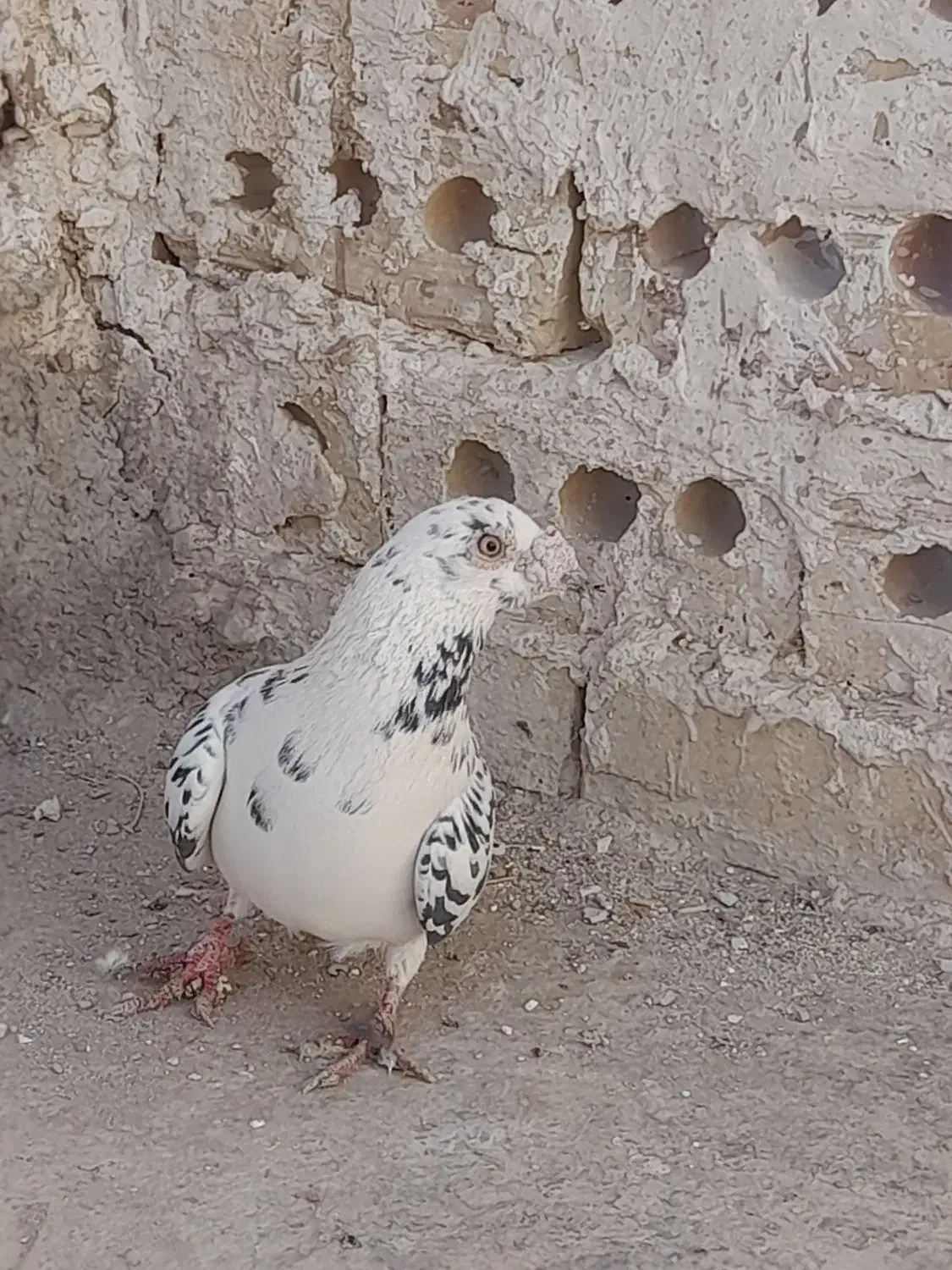 سوسکی سیاه|پرنده|تربت‌حیدریه, جانبازان|دیوار