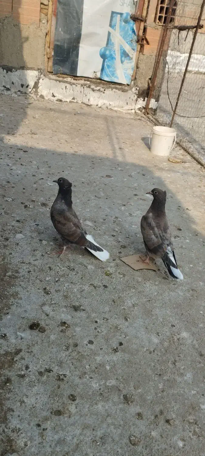 جوجه کبوتر|پرنده|گنبد کاووس, |دیوار