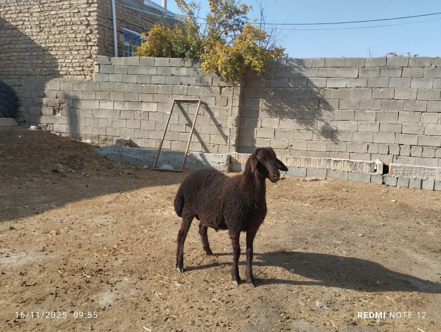 «بره قوچ همو»|حیوانات مزرعه|بجنورد, |دیوار