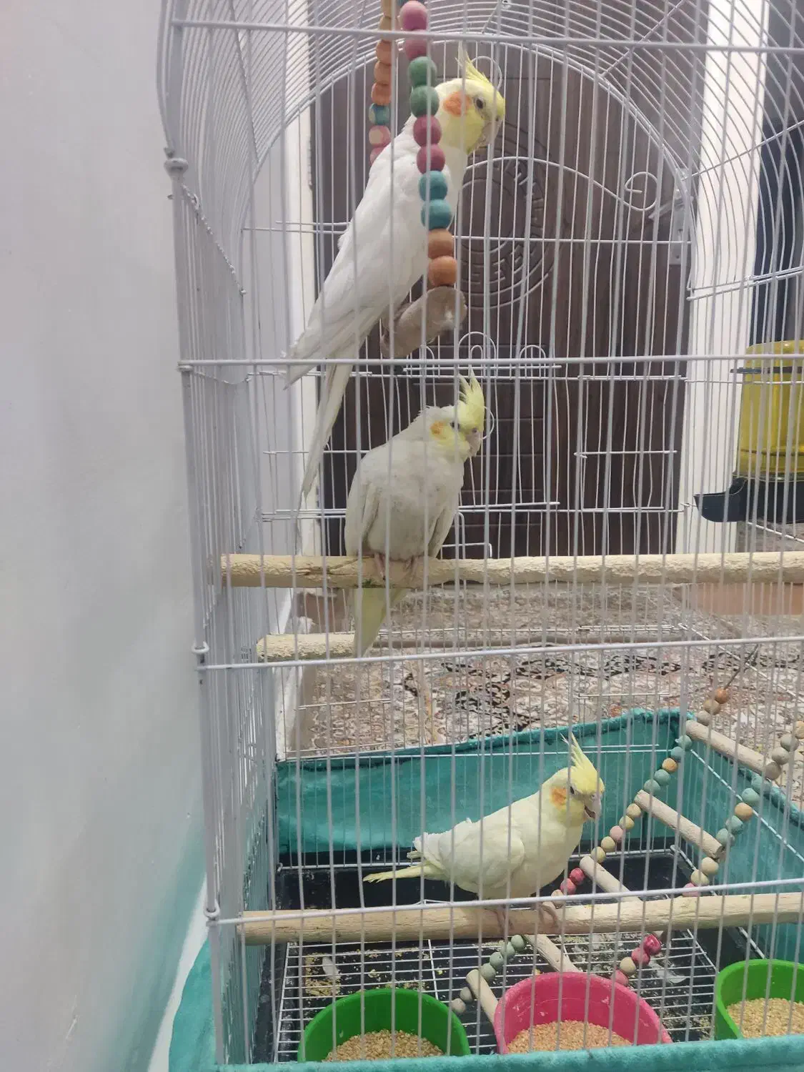 3عدد عروس هلندی نر وماده بسیار سالم|پرنده|تهران, دانشگاه شریف|دیوار