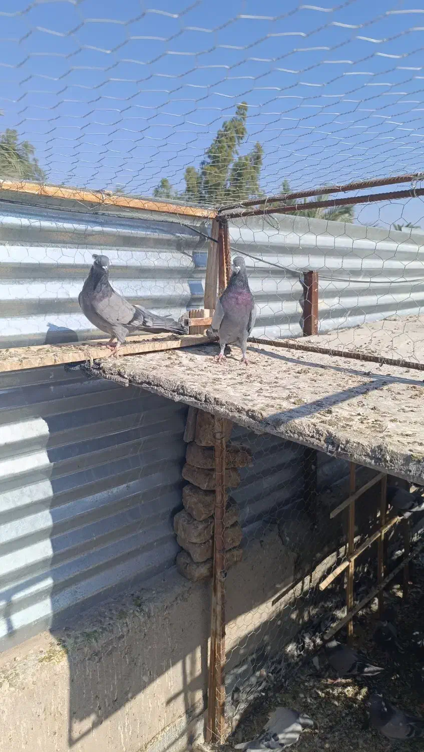 سبز ملقی|پرنده|بم, |دیوار