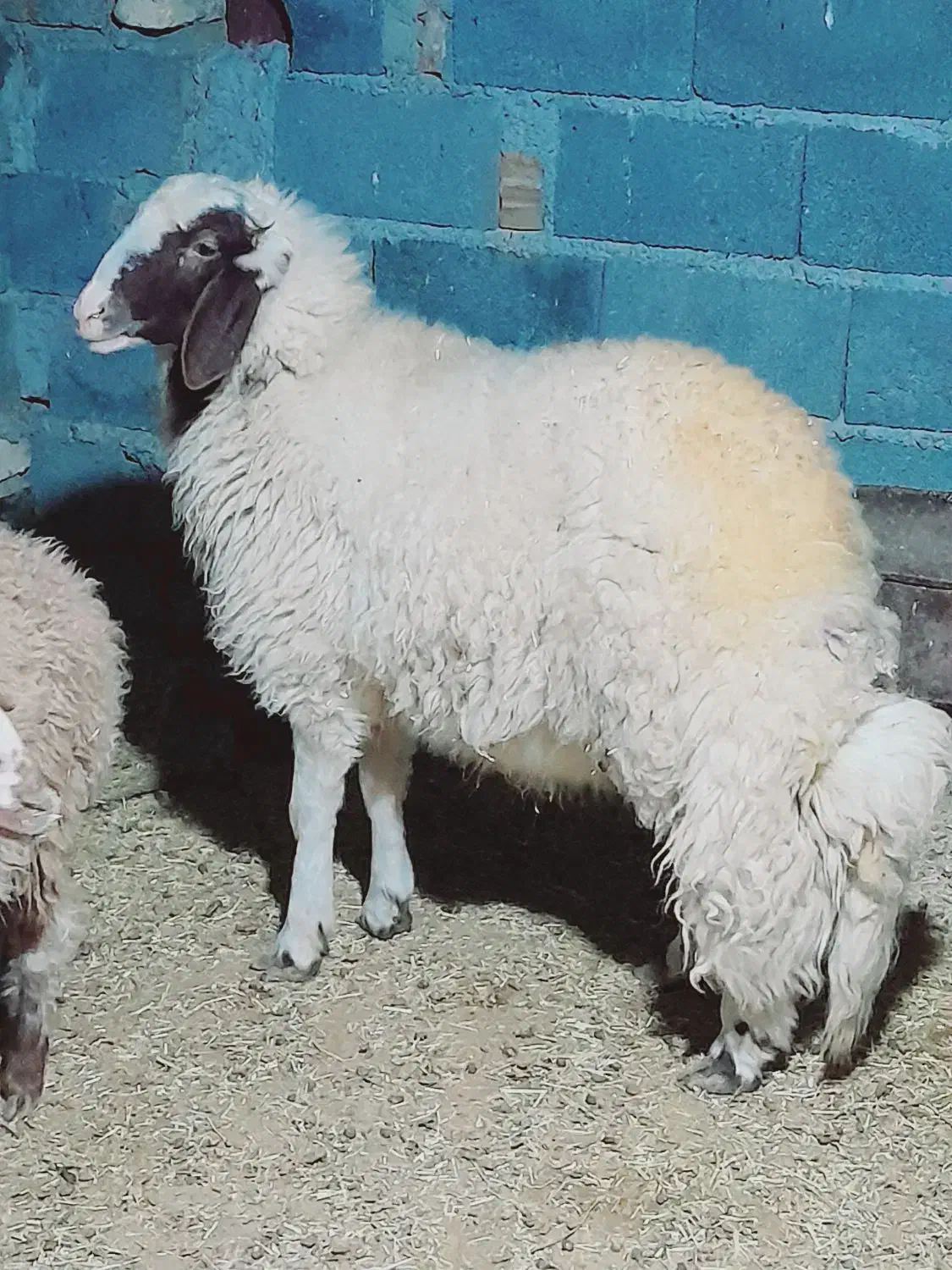 کاور ورن سنجابی|حیوانات مزرعه|سرپل ذهاب, |دیوار