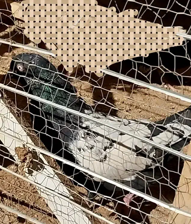 ساعت و کفتر سینه|ساعت دیواری و تزئینی|قائن, |دیوار