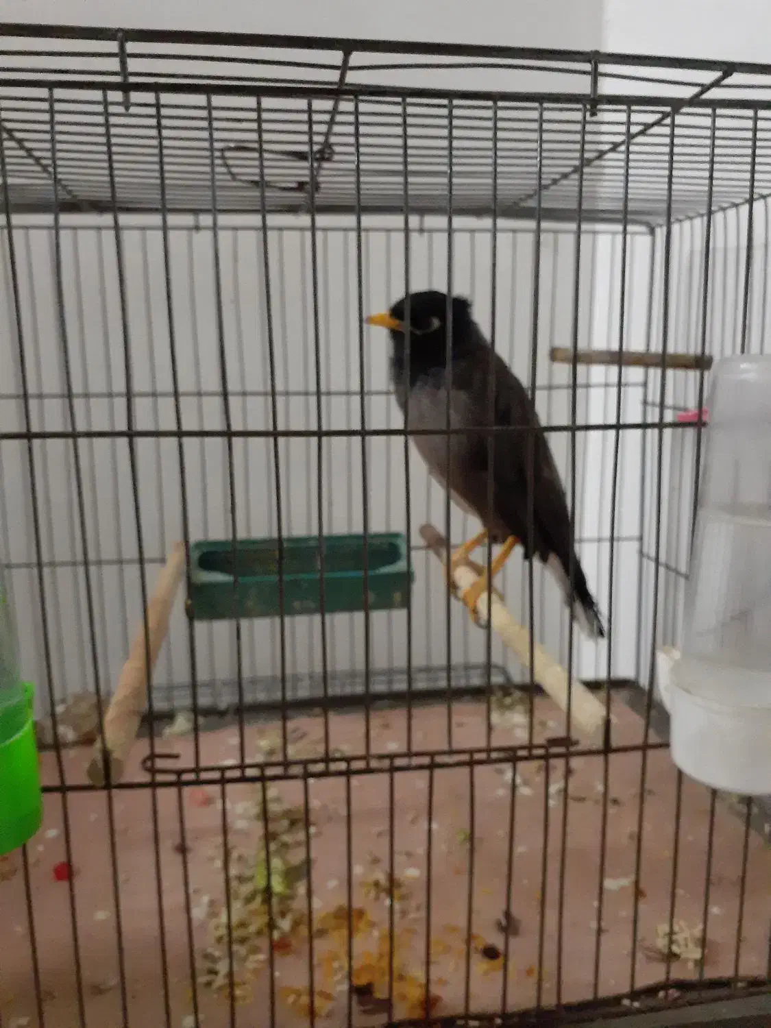 دو تا جوجه مینا|پرنده|قم, پردیسان|دیوار