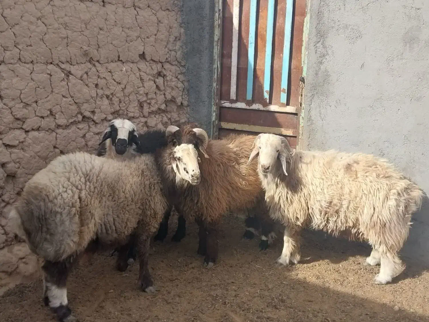 بره، سنگین|حیوانات مزرعه|میبد, |دیوار