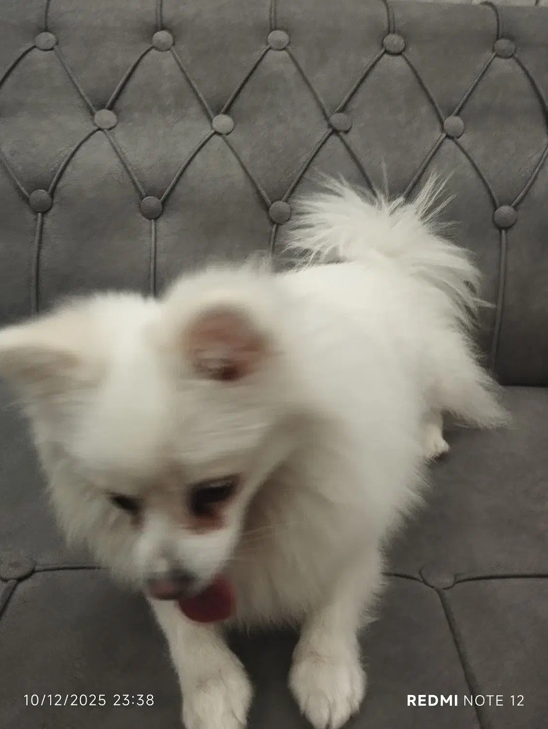 سگ خانگی|سگ|کاشان, راوند|دیوار