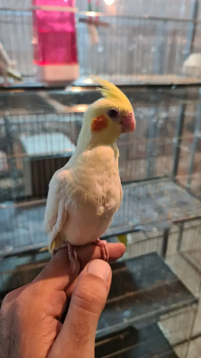 انواع عروس هلندی|پرنده|کرج, خرمدشت|دیوار