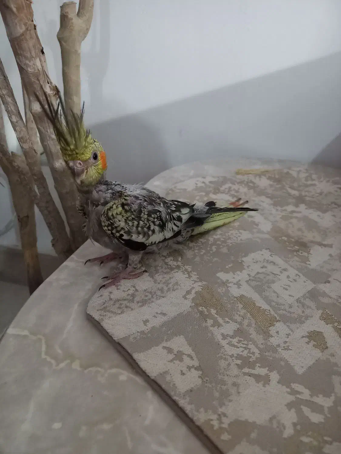 عروس هلندی|پرنده|رشت, کوی بیانی|دیوار