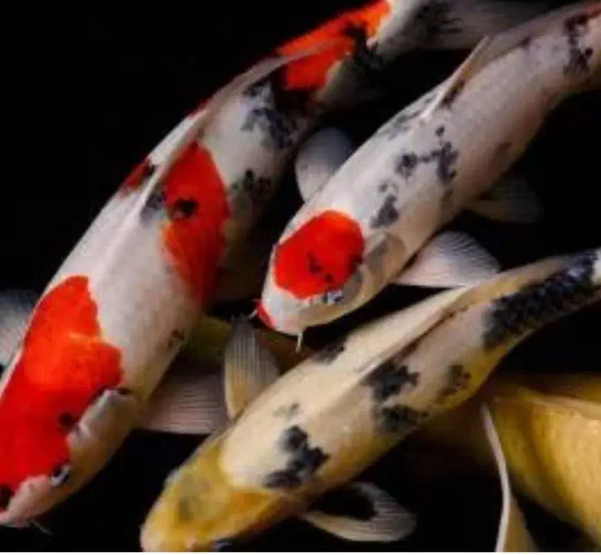 ماهی کوی|ماهی|تالش, طولارود|دیوار