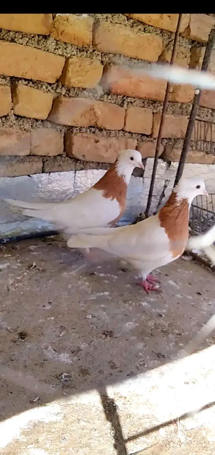 جفت طوقی زرد کاکل با جوجه|پرنده|دوزین, |دیوار