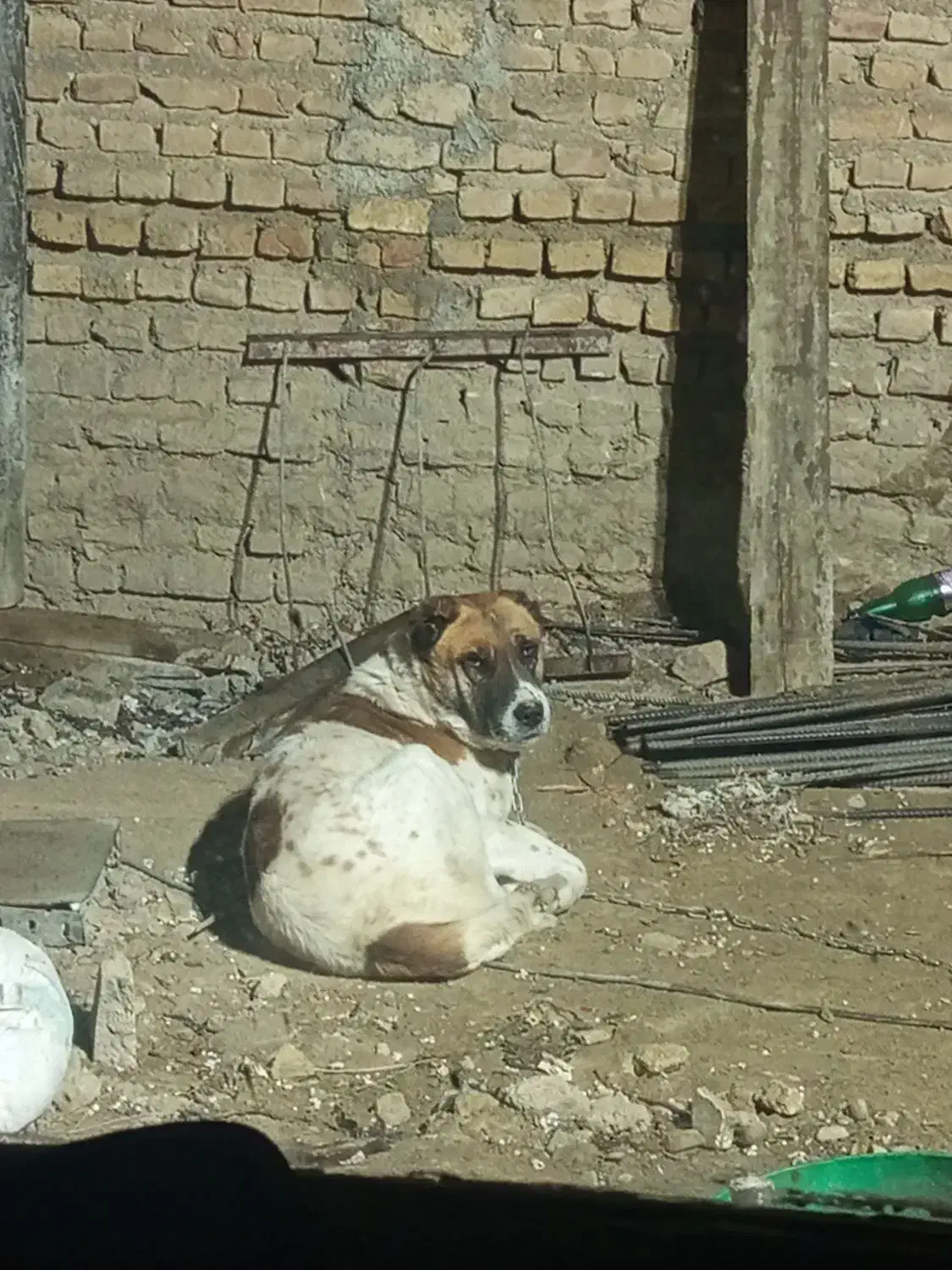 سگ گمشده|حیوانات|شیروان (خراسان), |دیوار