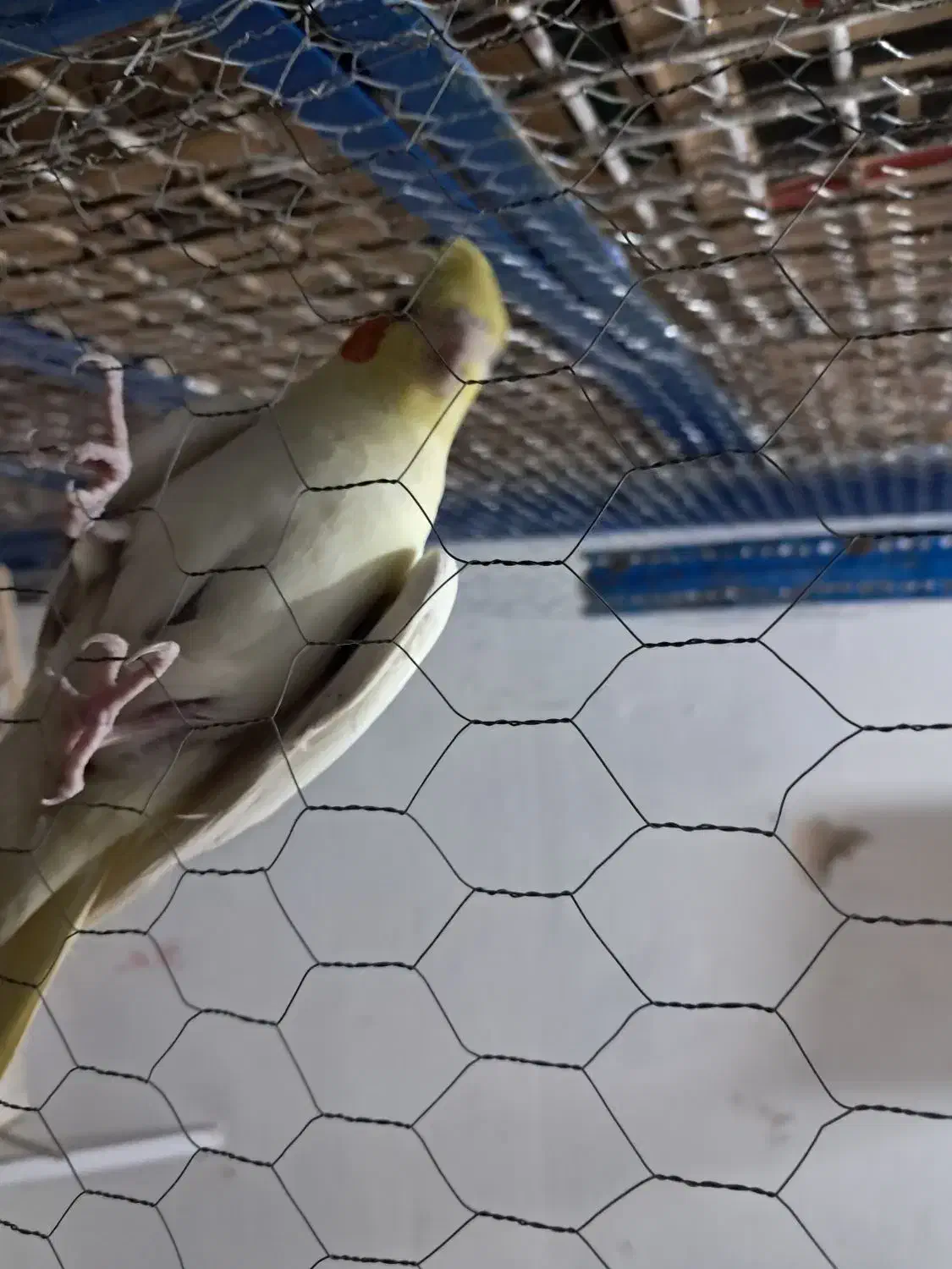 عروس‌معاوضه بابرزیلی|پرنده|ایذه, |دیوار