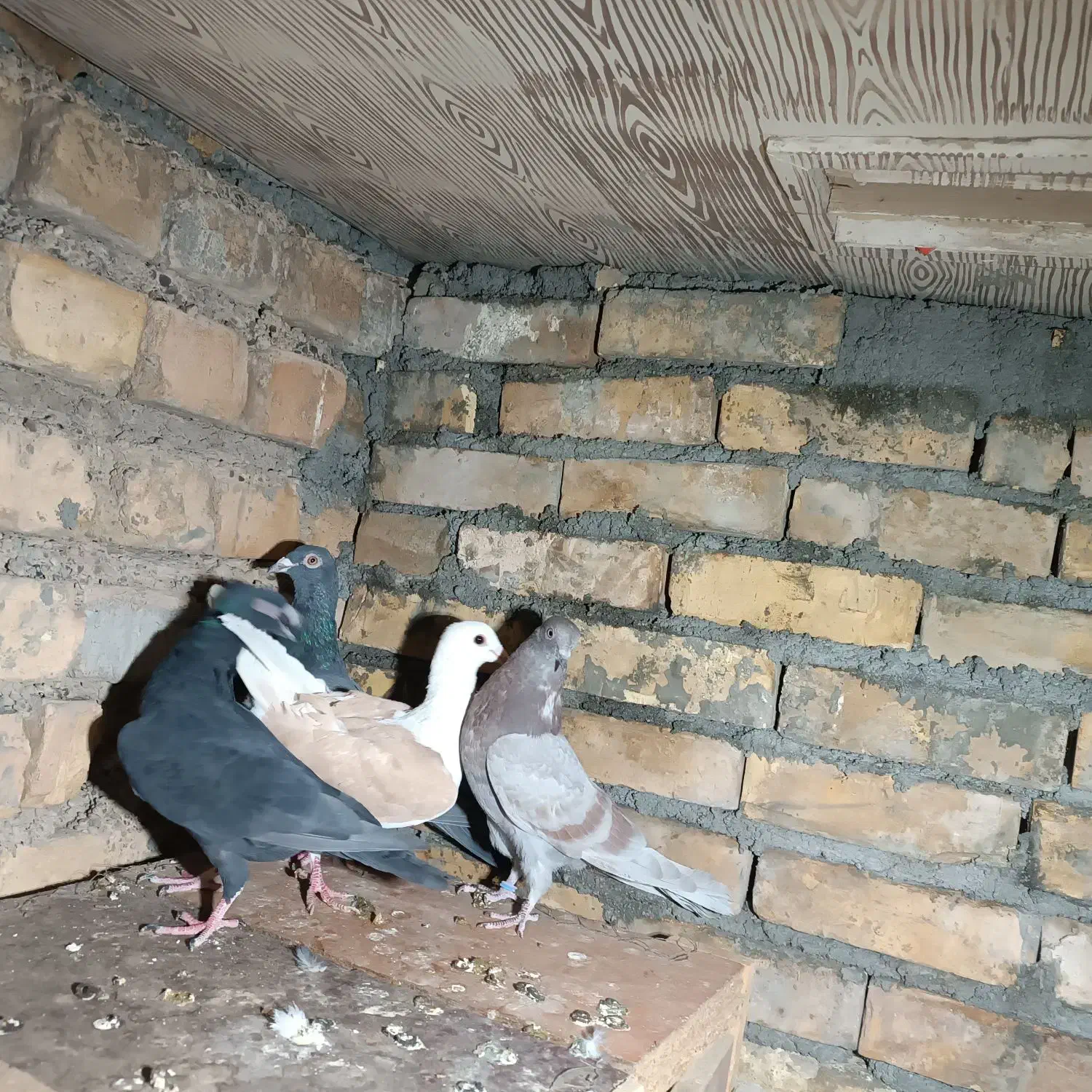 دورگ پلاکی و پرشی|پرنده|ابریشم, |دیوار