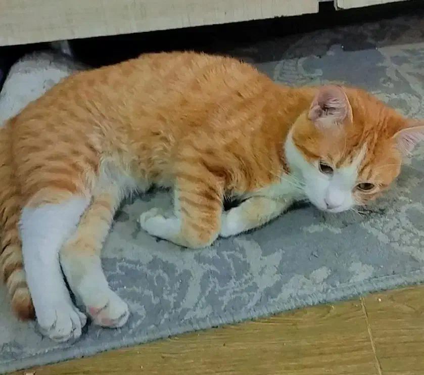 واگذاری گربه چهارماهه|گربه|ارومیه, |دیوار