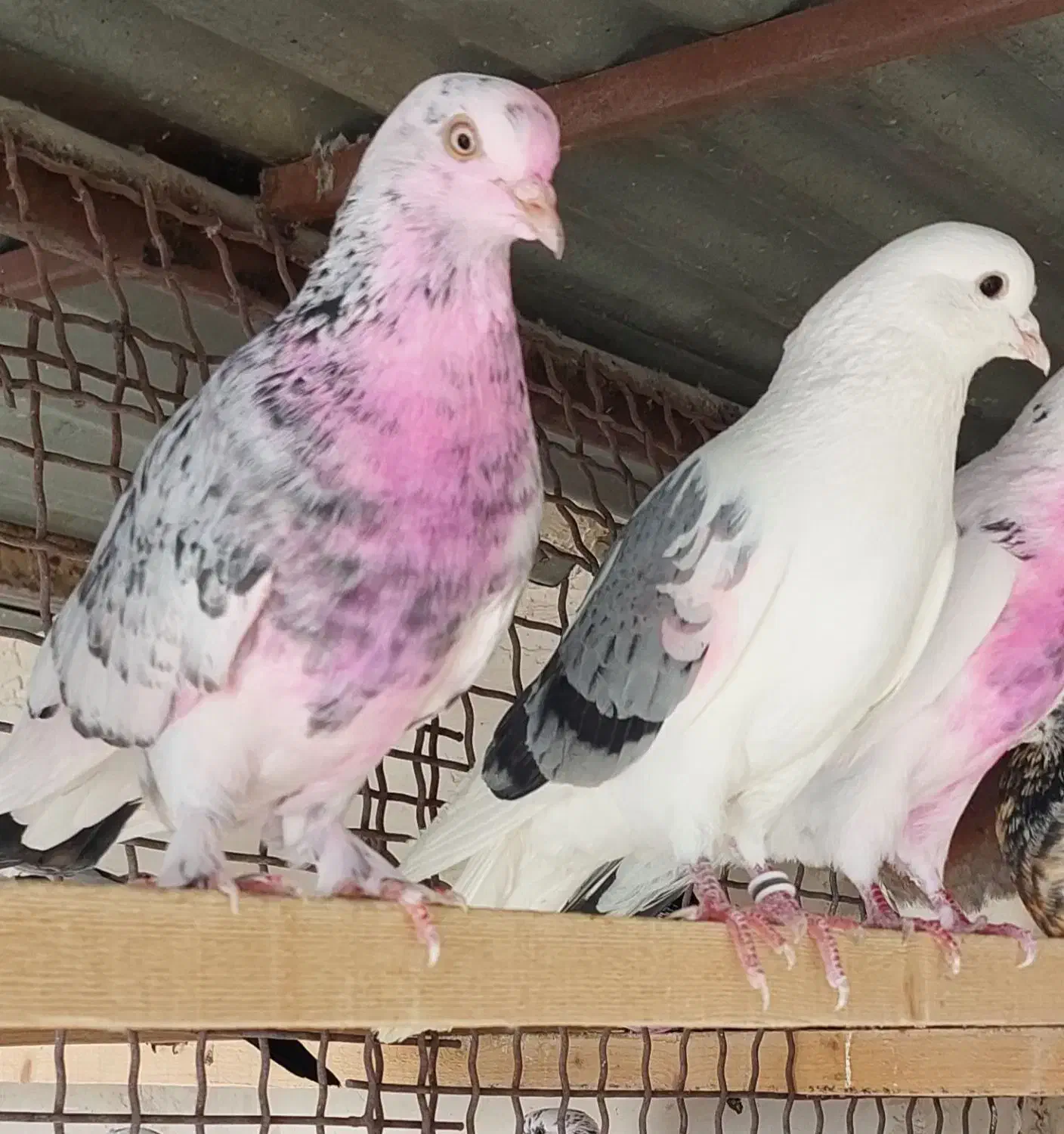 کفتر پرشی|پرنده|شهریار, اسکمان|دیوار