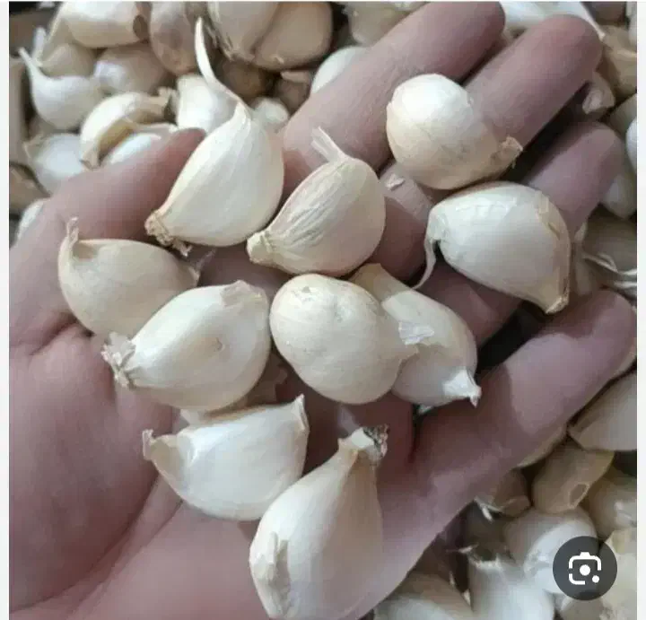 سیر بذری|گل و گیاه طبیعی|نیشابور, شهید بهشتی|دیوار