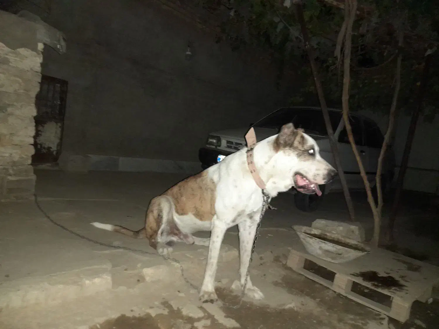 نگهبان باغ و گله، کارگاه و...|سگ|مشهد, میان ولایت|دیوار