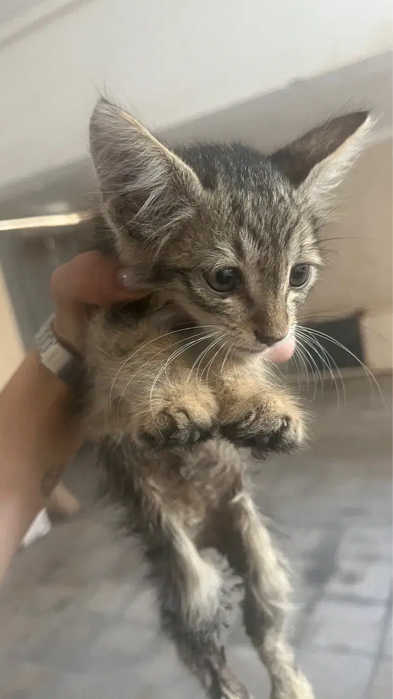 گربه نیاز به درمان|گربه|بوشهر, |دیوار