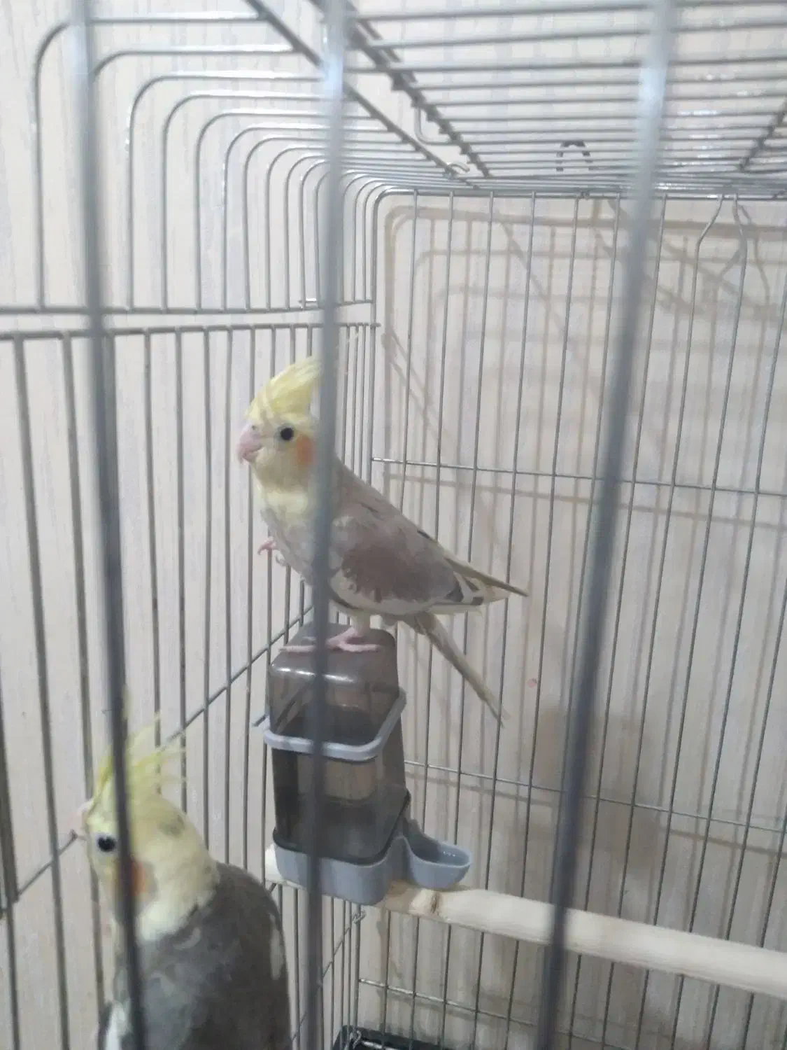 عروس پاریس|پرنده|اهواز, کوی مهدیس|دیوار