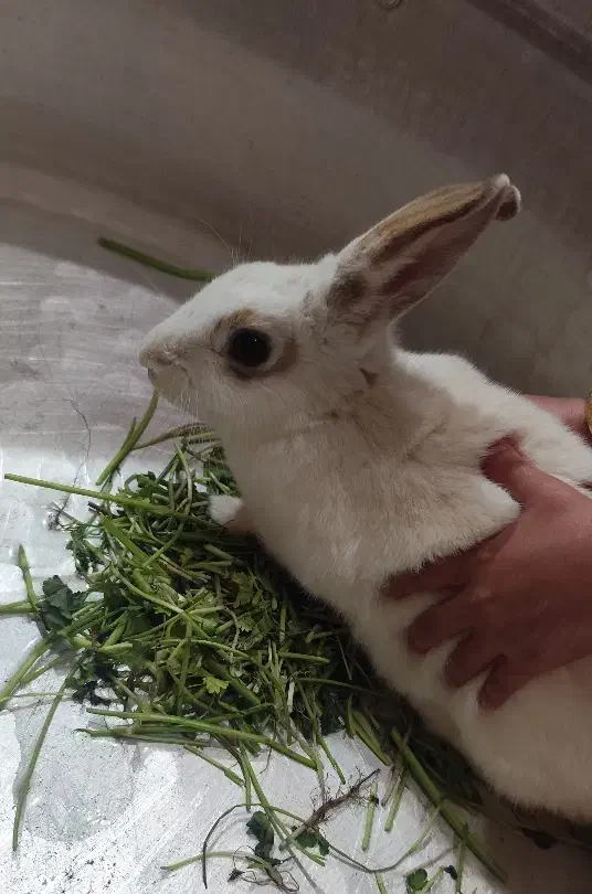 فروش خرگوش خانگی سفید کم‌یاب قیمت مناسب|موش و خرگوش|یزد, |دیوار