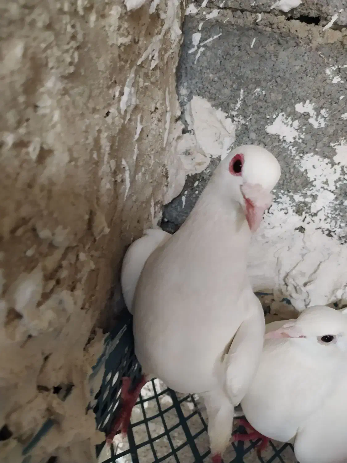 کفتر|پرنده|گرمخان, |دیوار