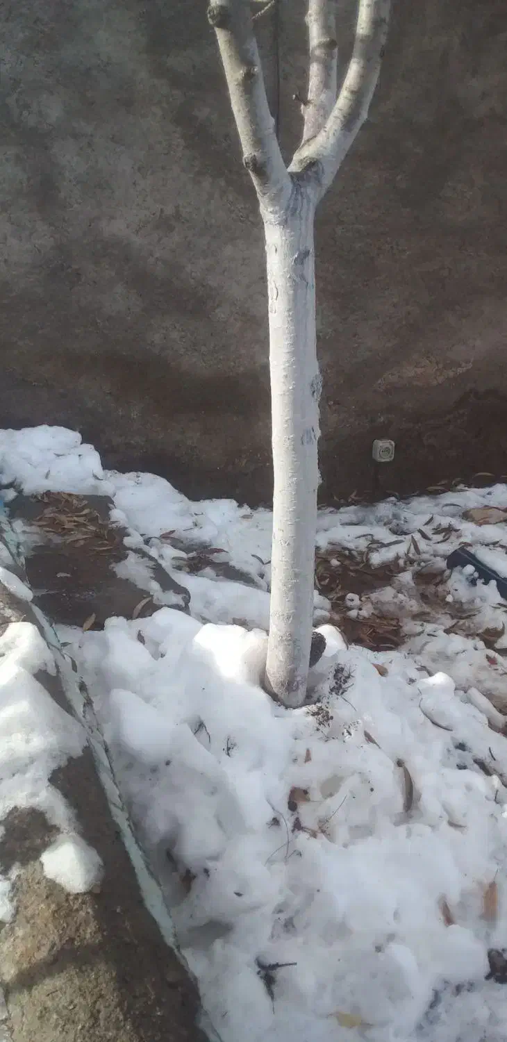 خدمات باغبانی|خدمات باغبانی و درختکاری|مشهد, کارگران|دیوار