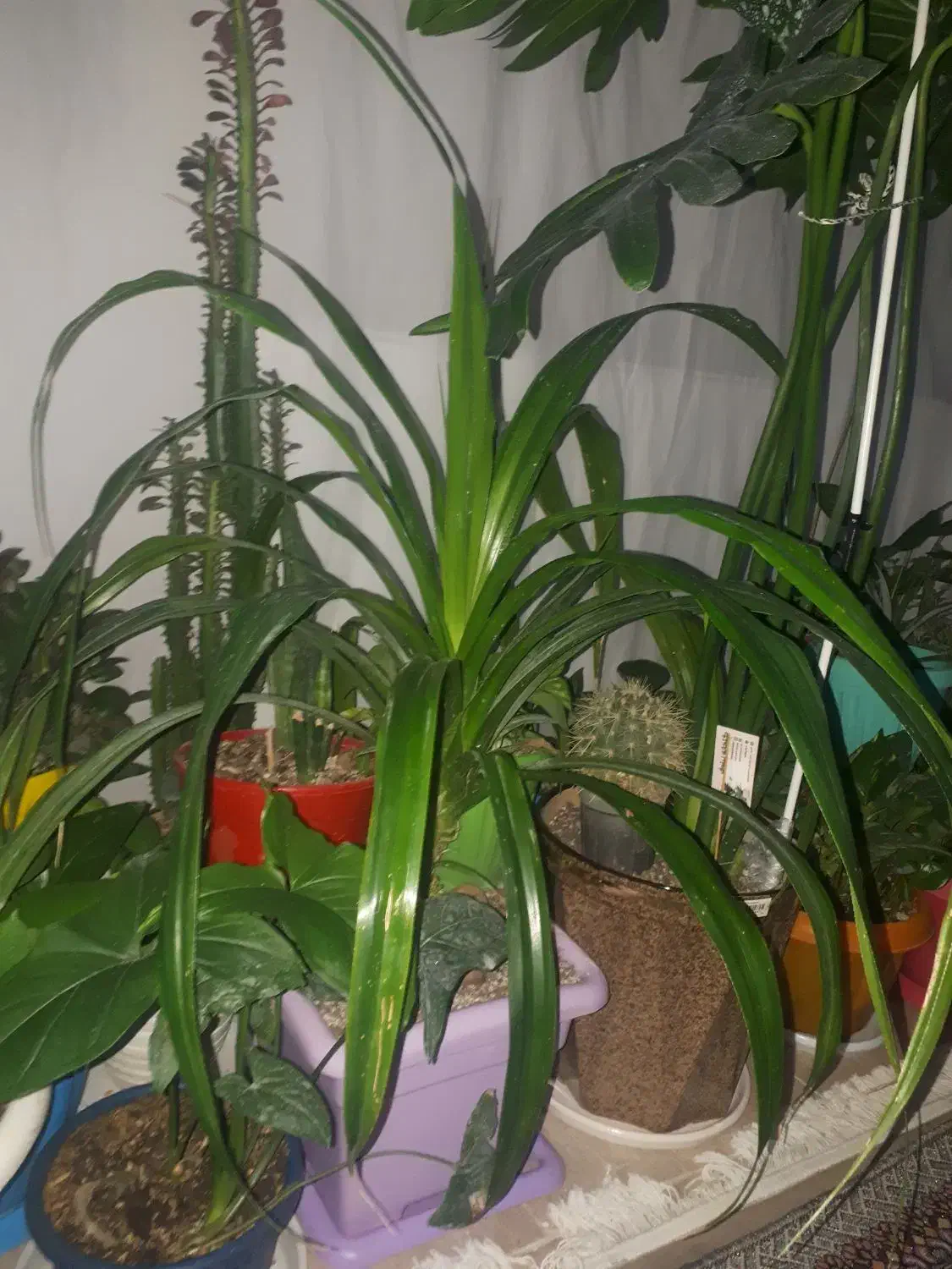 اکواریم|گل و گیاه طبیعی|گلبهار, شهر جدید گلبهار|دیوار