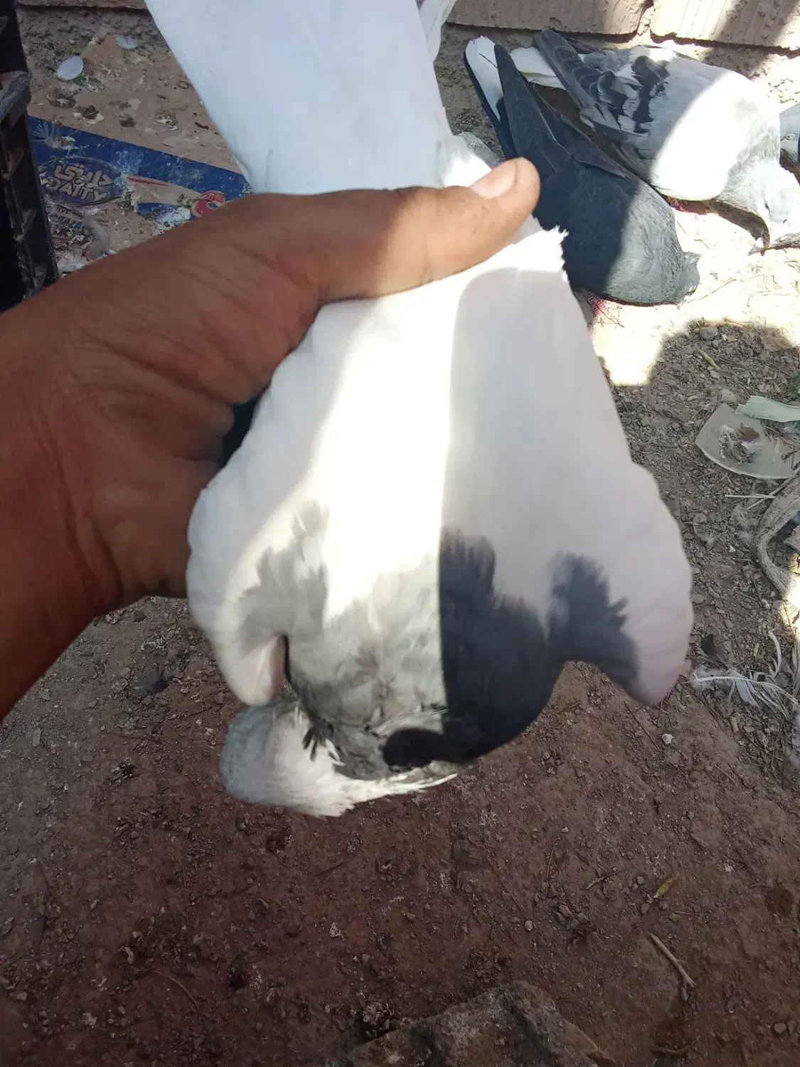 کبوتر|پرنده|ارسنجان, |دیوار