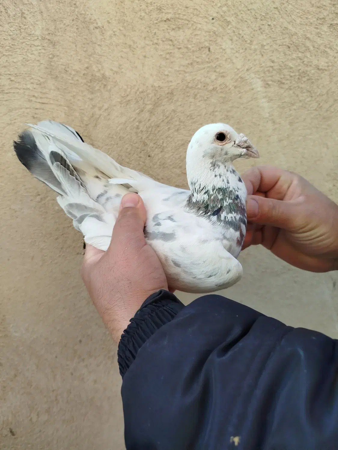 کبوترپلاکی|پرنده|محمدشهر, ولدآباد|دیوار