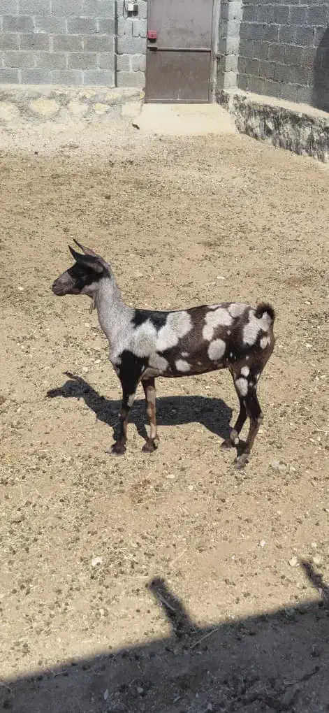 گیسه صلاله اصل|حیوانات مزرعه|بندرلنگه, |دیوار