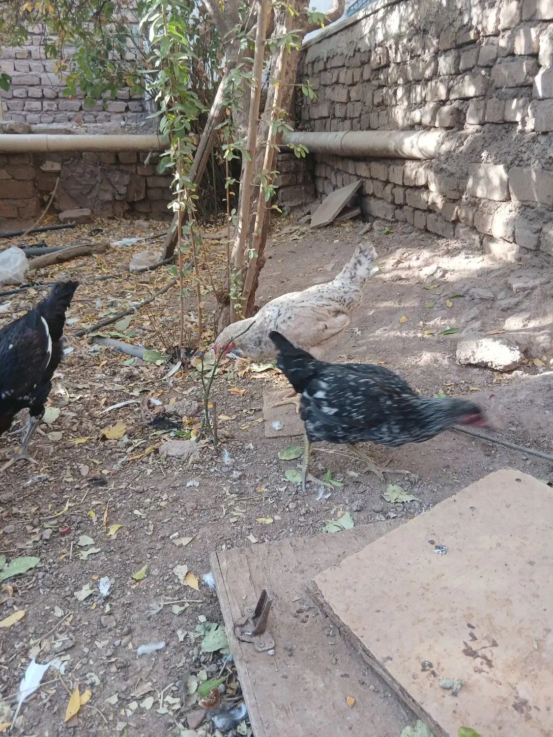 جوجه خروس مرغ|حیوانات مزرعه|قزوین, |دیوار