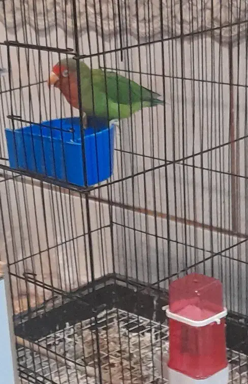 طوطی برزیلی|پرنده|باغ بهادران, |دیوار