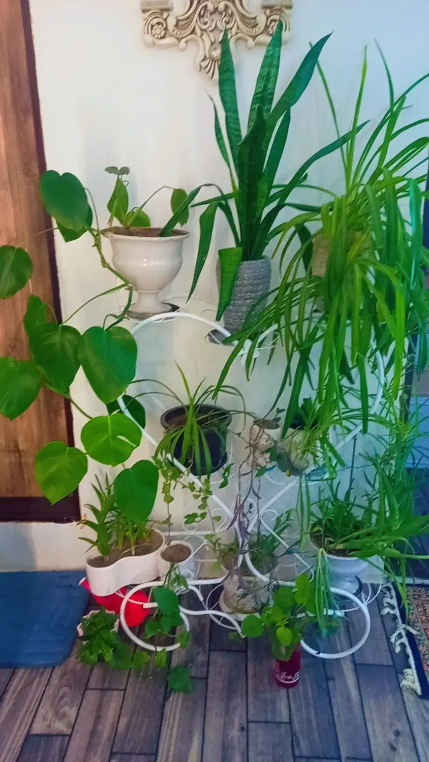 استند با گل و گلدان|گل و گیاه طبیعی|تبریز, |دیوار