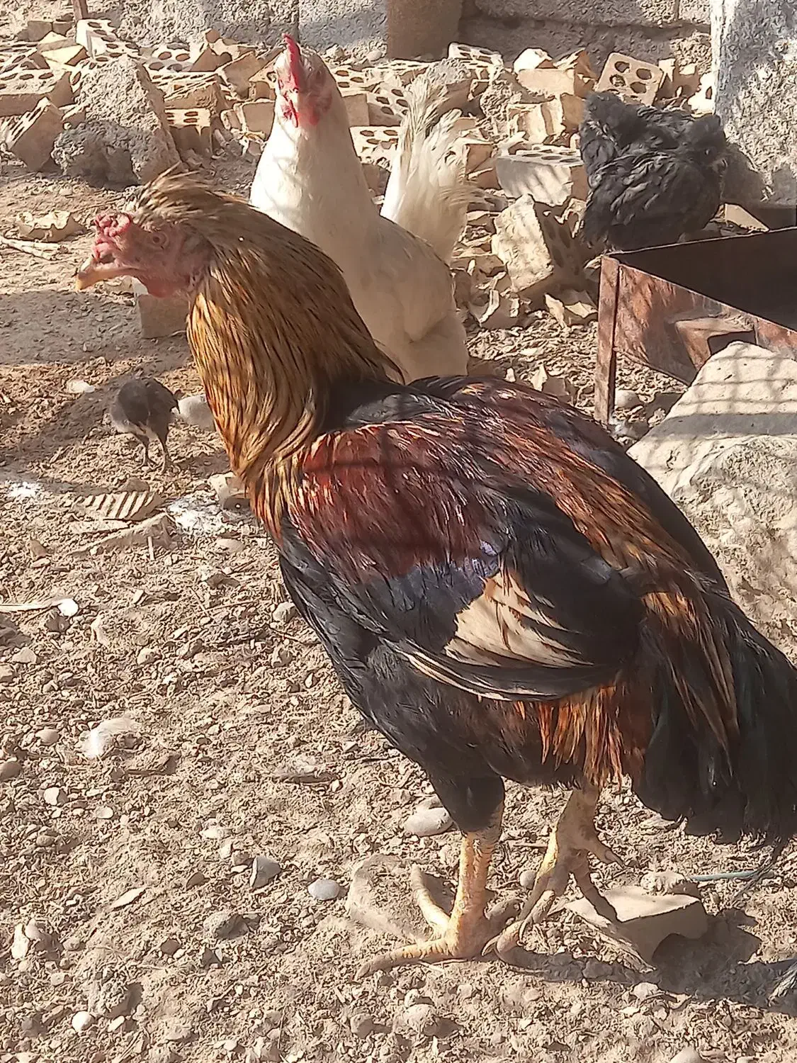 دومرغ جوا ن و خروس|حیوانات مزرعه|شوشتر, |دیوار