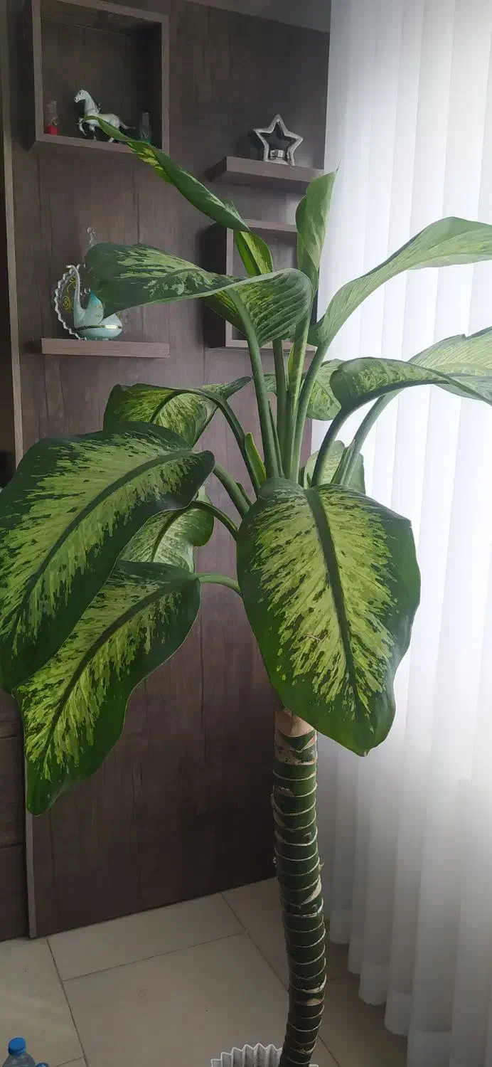 گل دیفن باخیا|گل و گیاه طبیعی|رشت, کوی مهر|دیوار