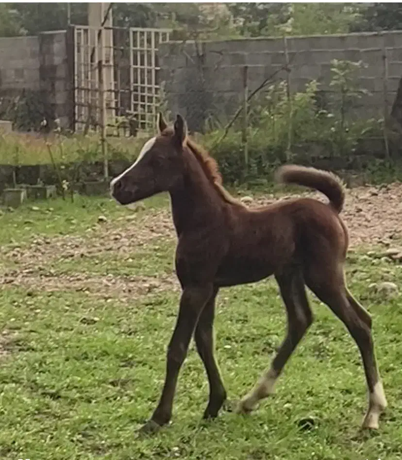 اسب فروشی|اسب و تجهیزات اسب‌سواری|نوشهر, |دیوار