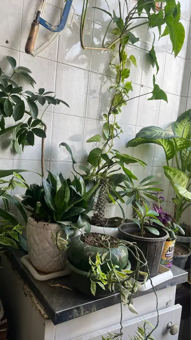 گلهای سالم و سرحال|گل و گیاه طبیعی|اراک, |دیوار