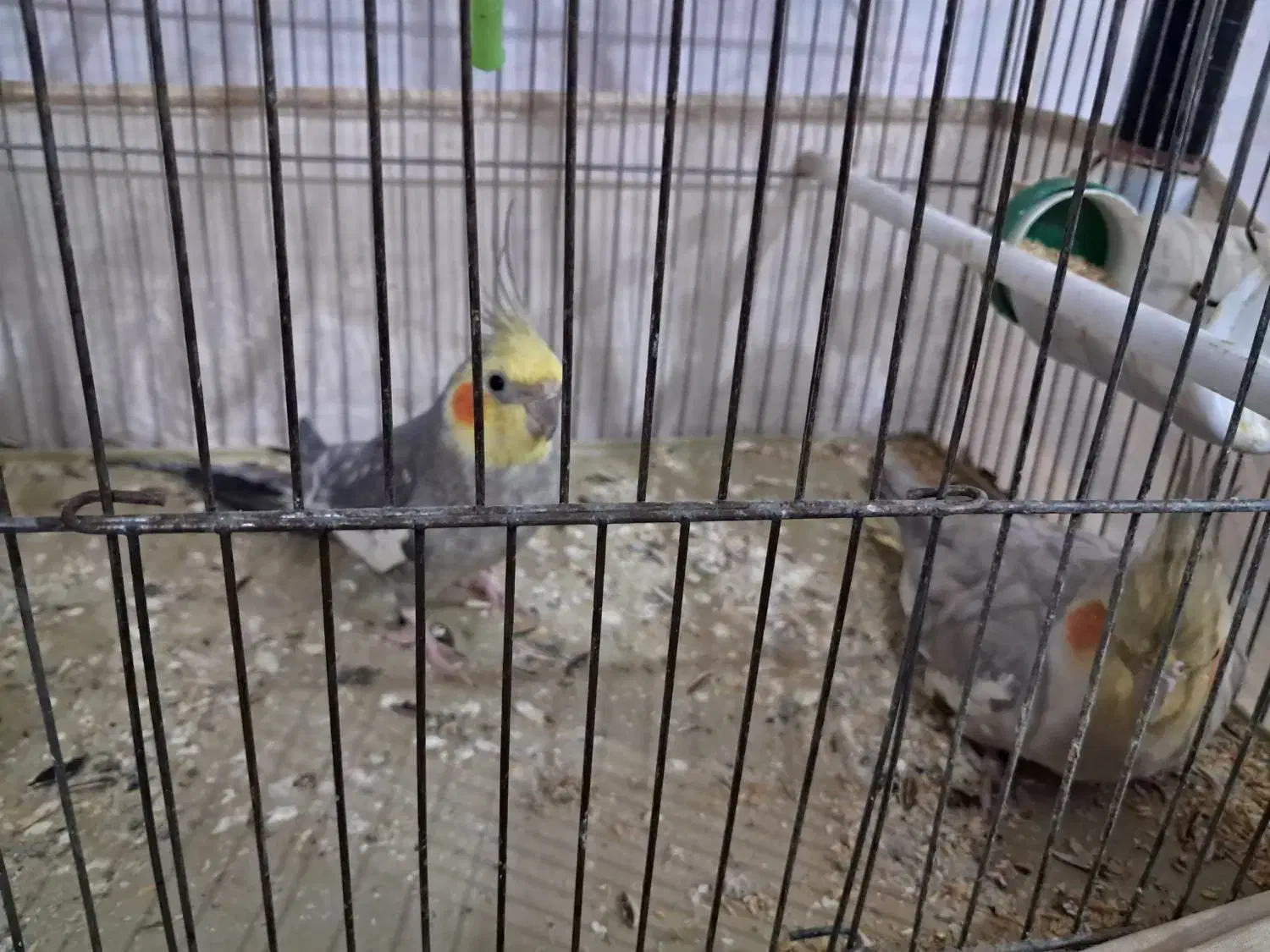 عروس هلندی|پرنده|قیدار, |دیوار